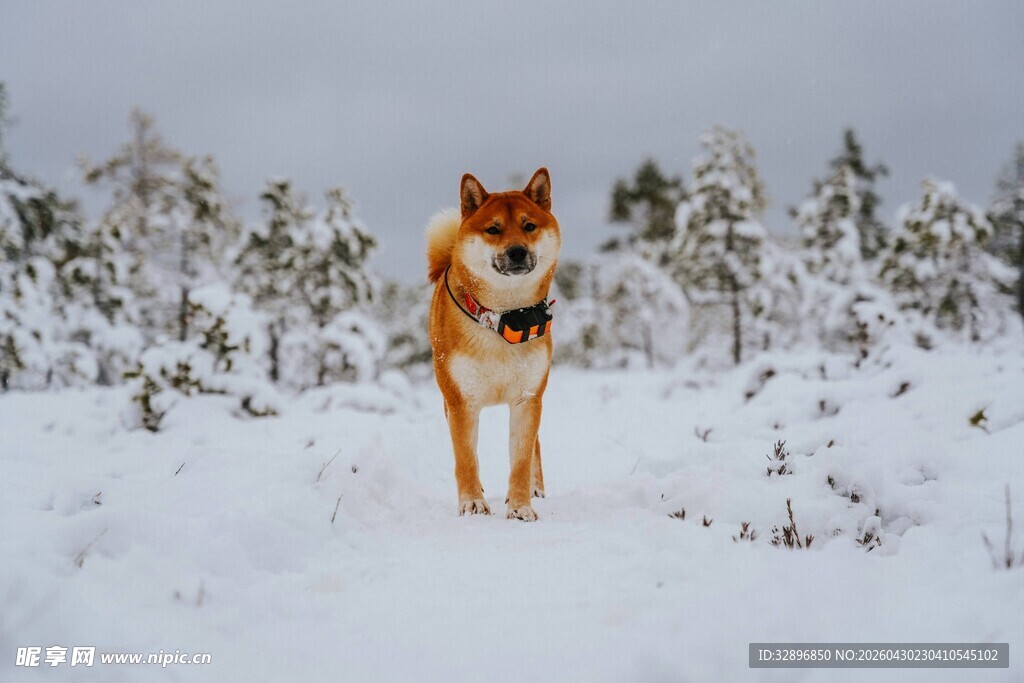 雪地中站立的帅气狗狗