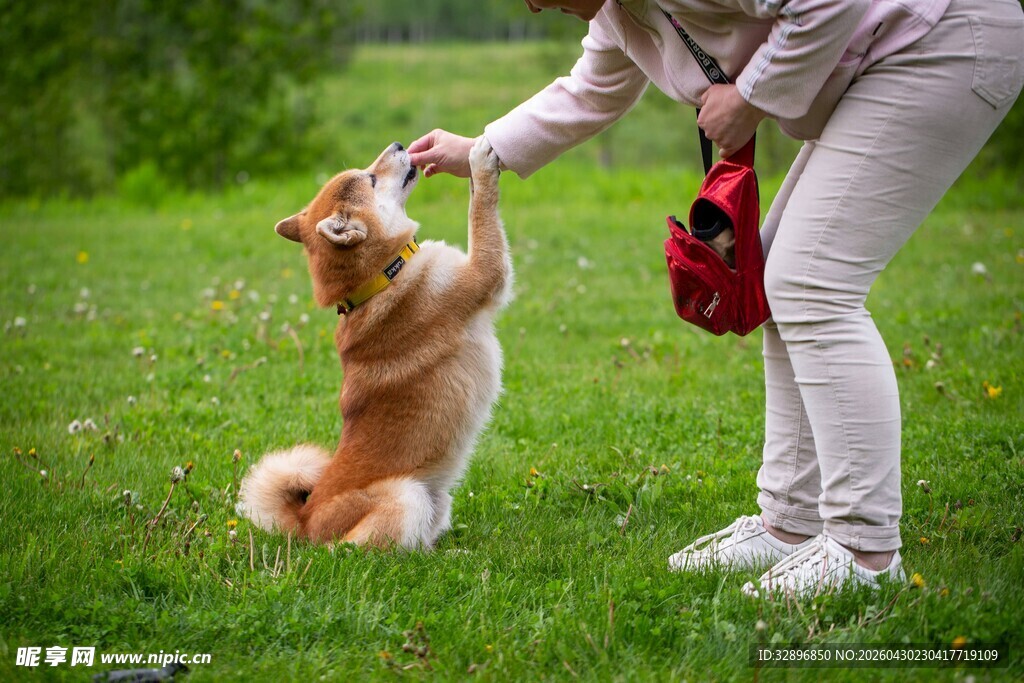 人与柴犬在草地亲密互动