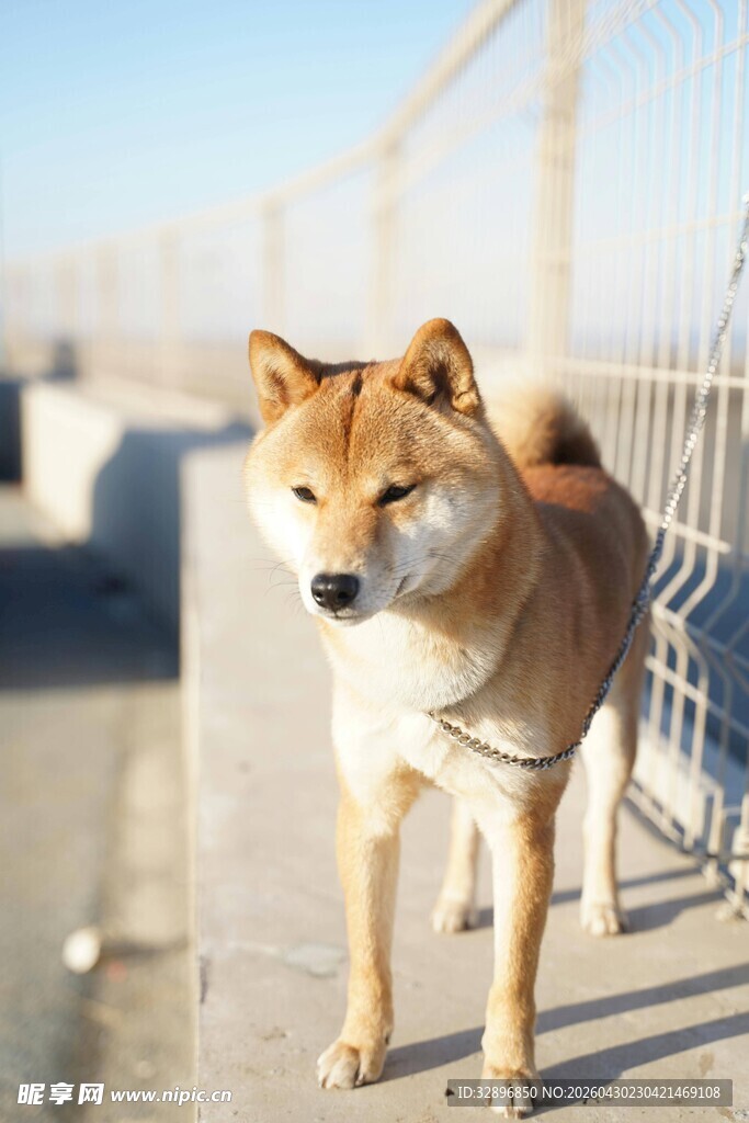户外站立的可爱柴犬