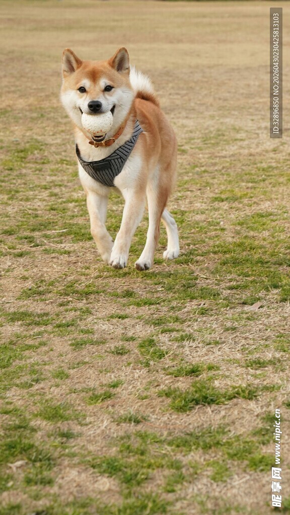 草地上行走的可爱柴犬