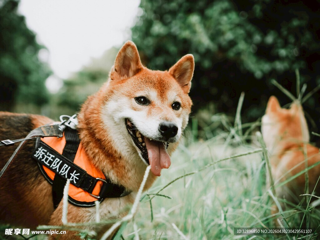 草地上的快乐柴犬