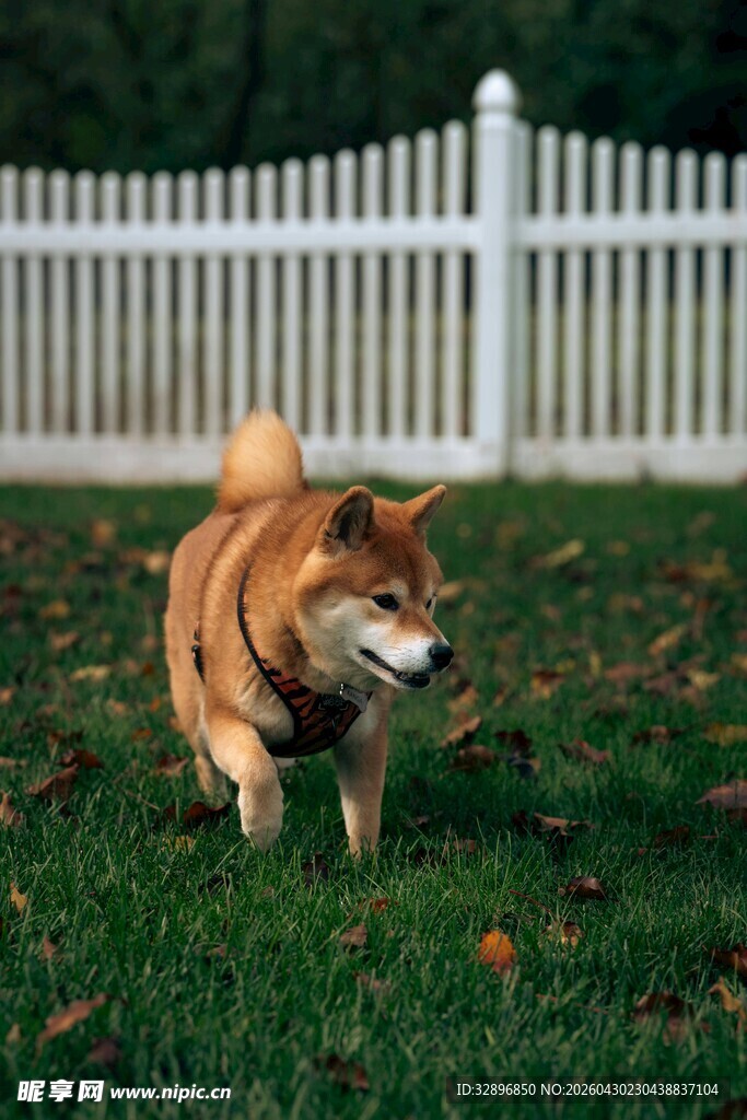 草地上奔跑的可爱柴犬