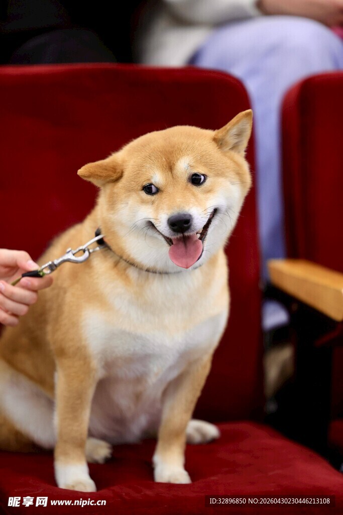柴犬端坐红椅露笑模样