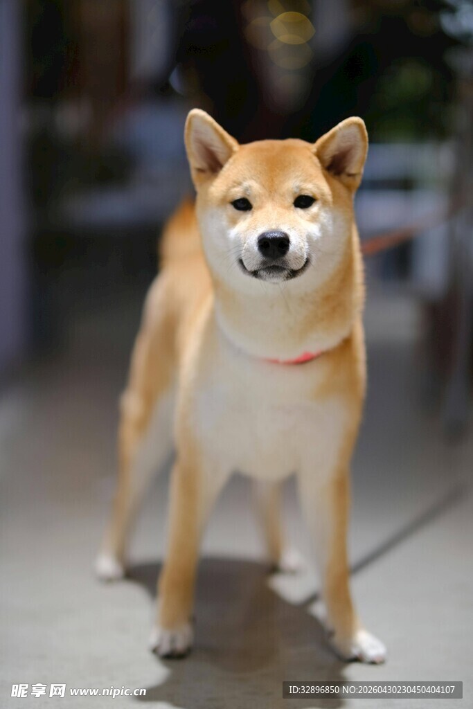 可爱站立柴犬