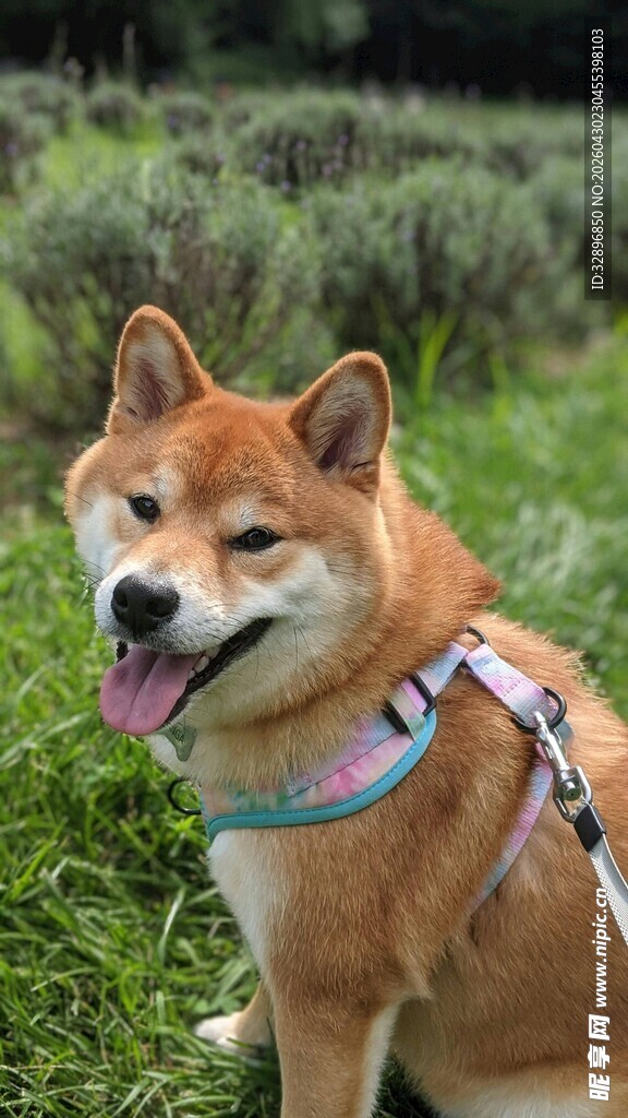 可爱柴犬草地惬意模样