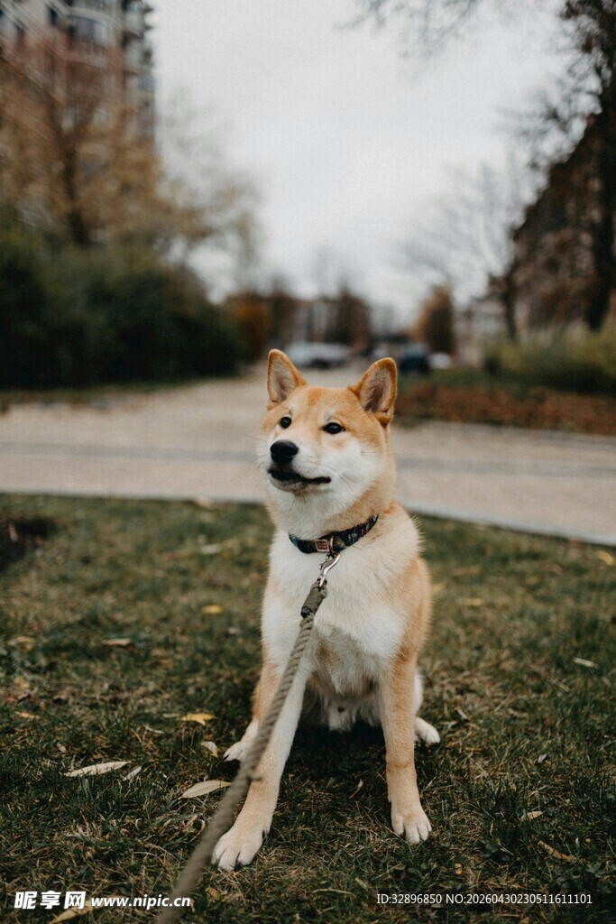 草地上的可爱柴犬