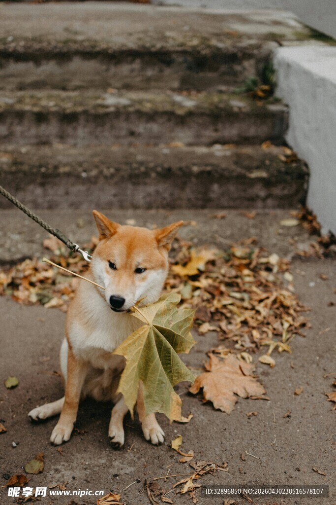 柴犬叼叶坐于秋日台阶