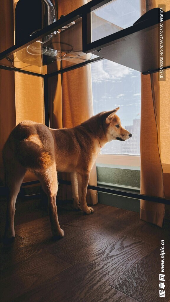 窗边眺望的金毛犬
