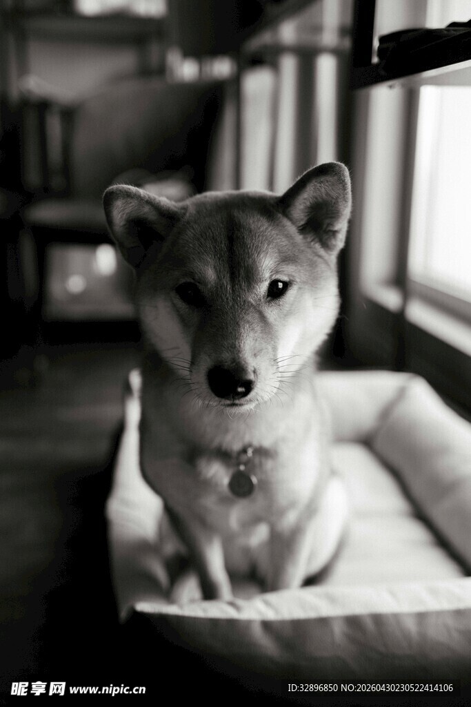 柴犬端坐于舒适狗窝中