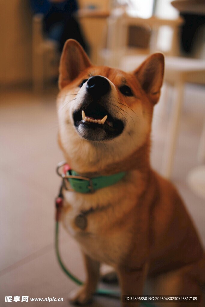 可爱柴犬开心咧嘴笑