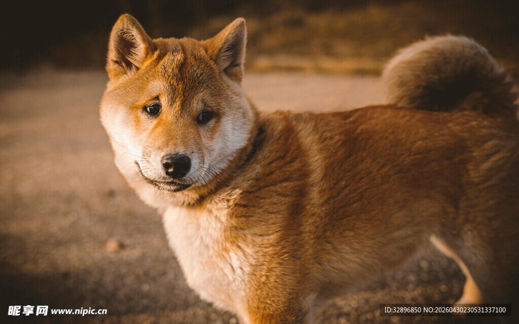 可爱柴犬户外站立瞬间