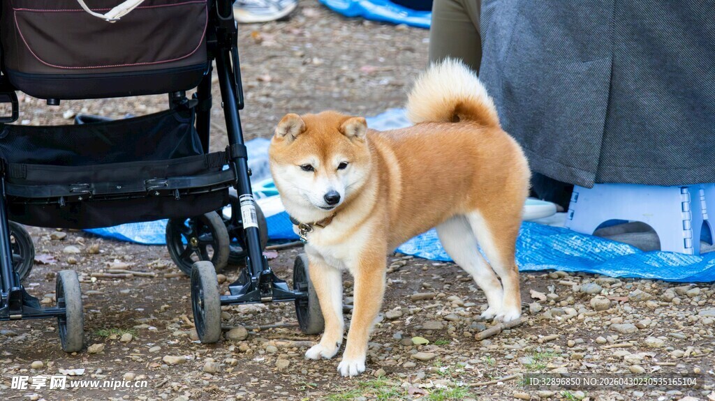 户外可爱柴犬站立