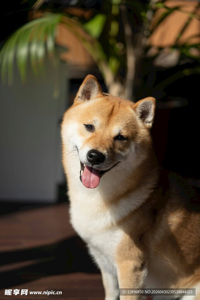 可爱柴犬吐舌俏皮模样