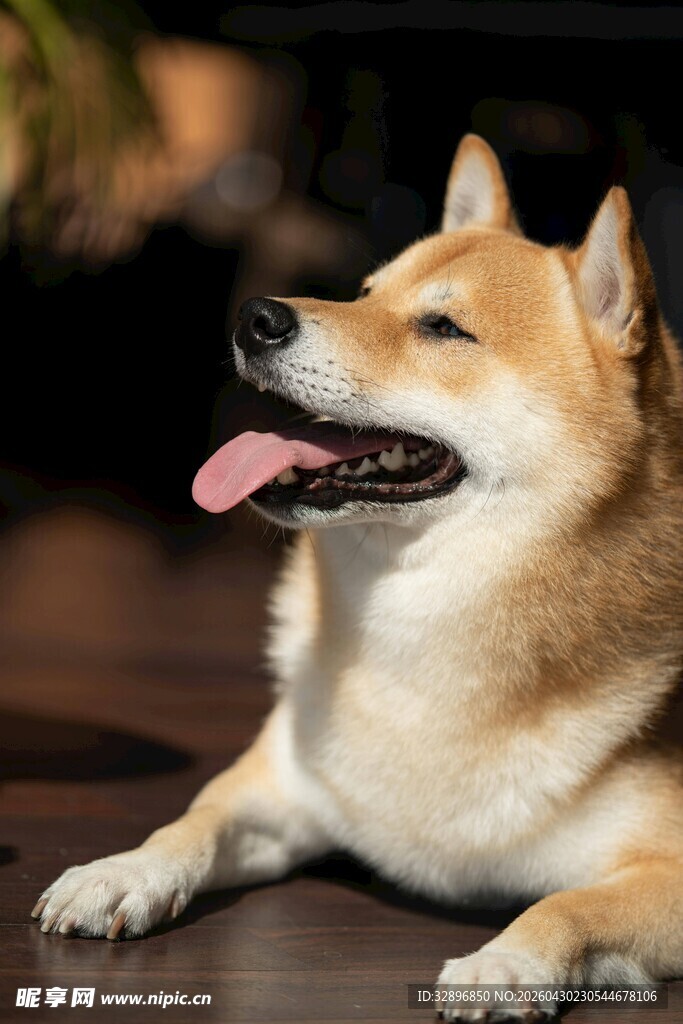 可爱柴犬趴地吐舌卖萌