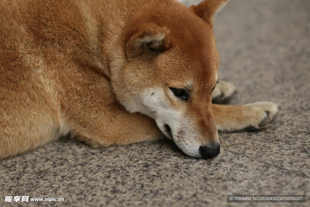 趴着的柴犬