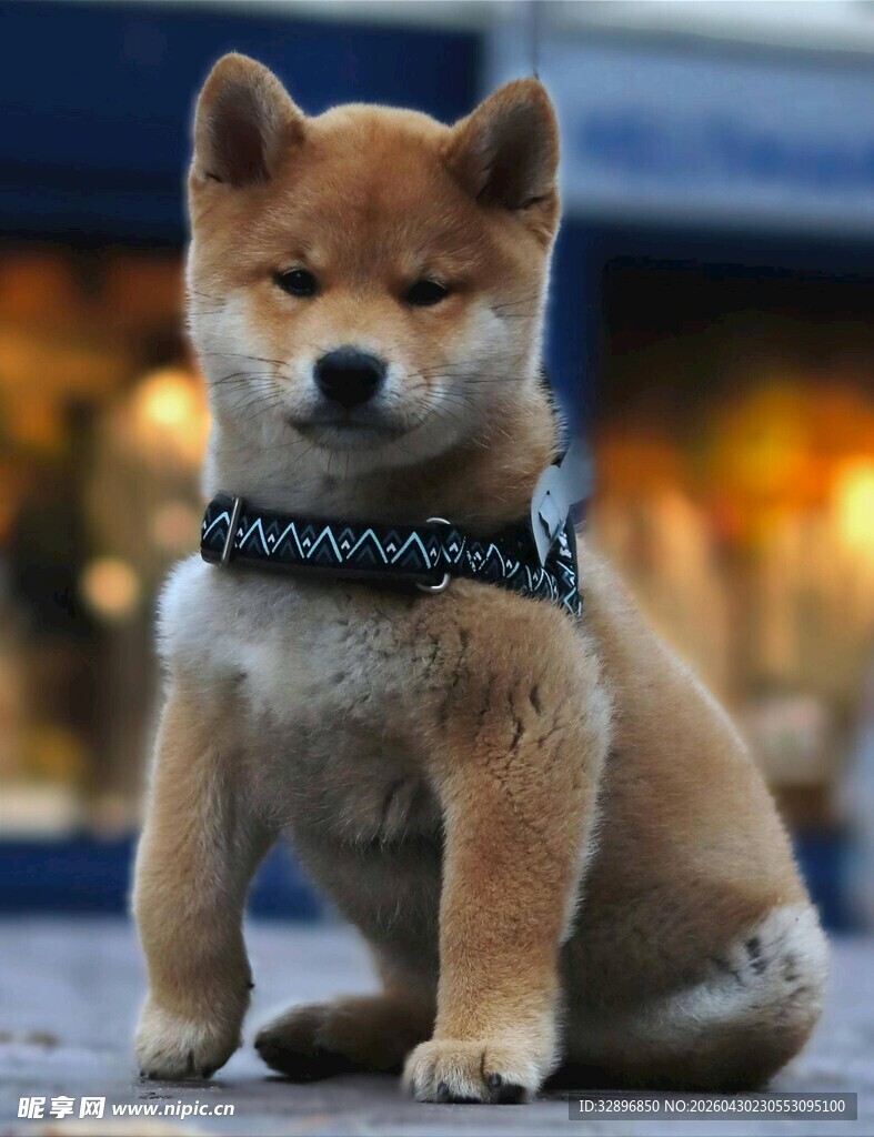 可爱柴犬戴项圈乖巧端坐