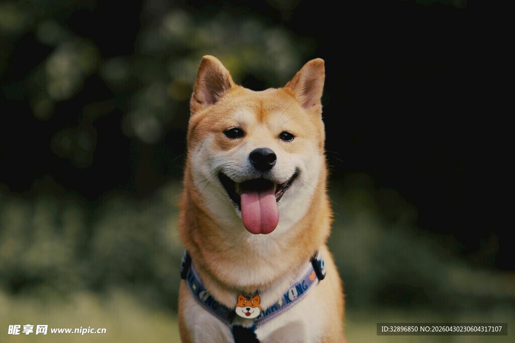 可爱柴犬咧嘴开心笑