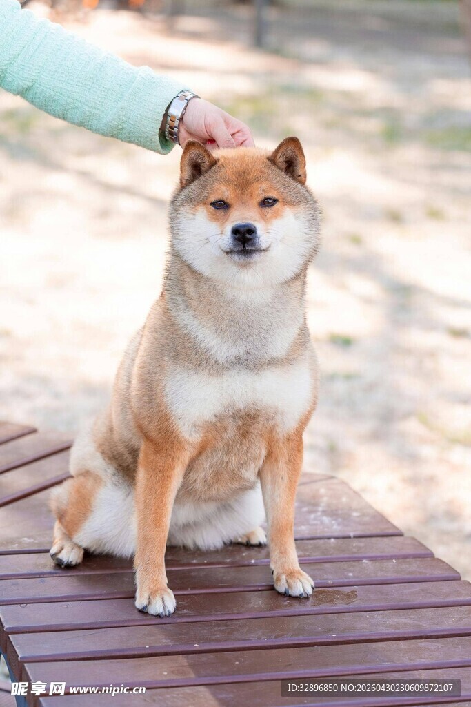 抚摸下的乖巧柴犬
