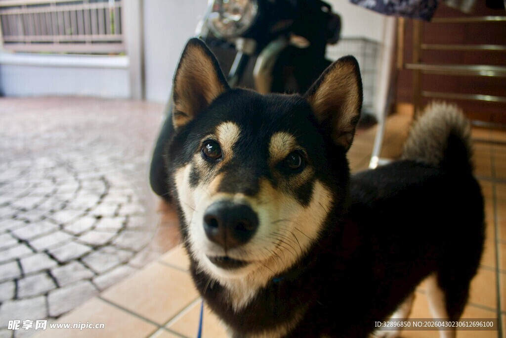 两只可爱柴犬看向镜头
