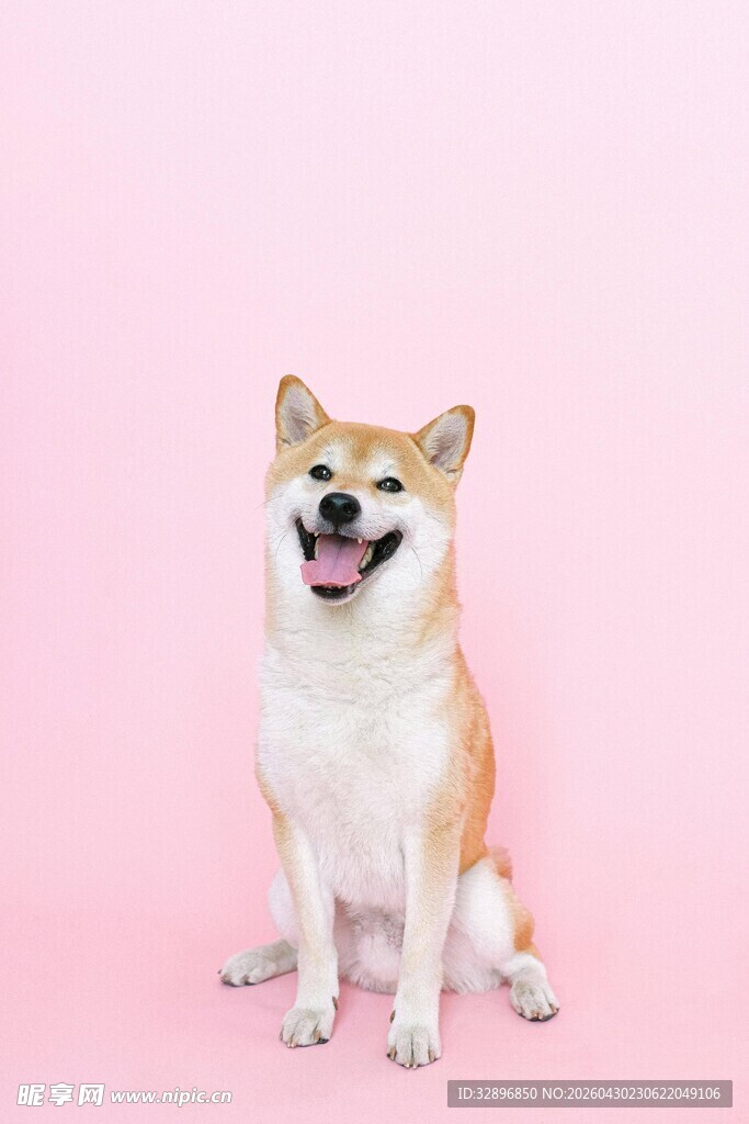 可爱柴犬粉色背景留影