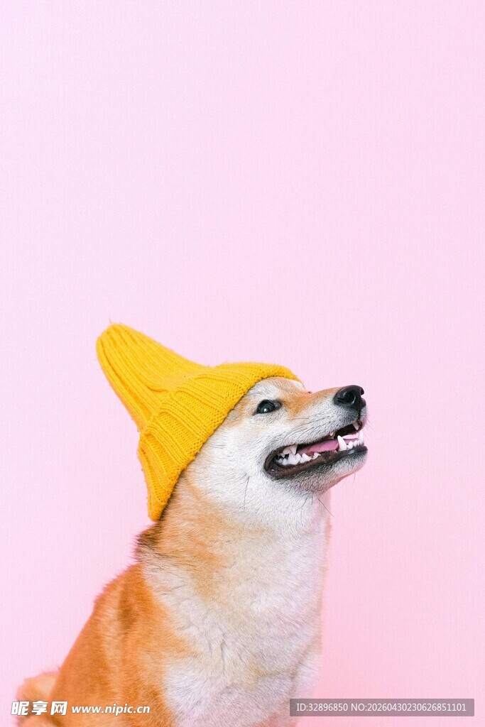 戴黄帽的可爱柯基犬