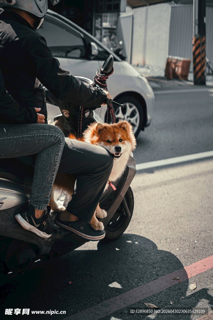 骑摩托载狗出行的温馨瞬间