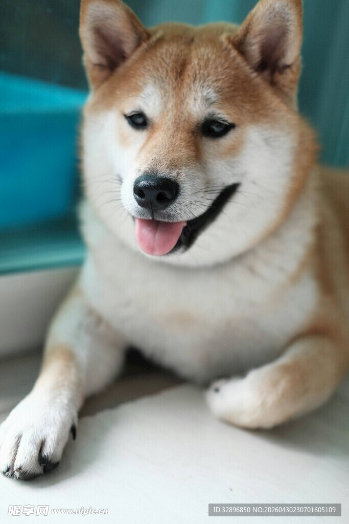 可爱柴犬惬意趴坐