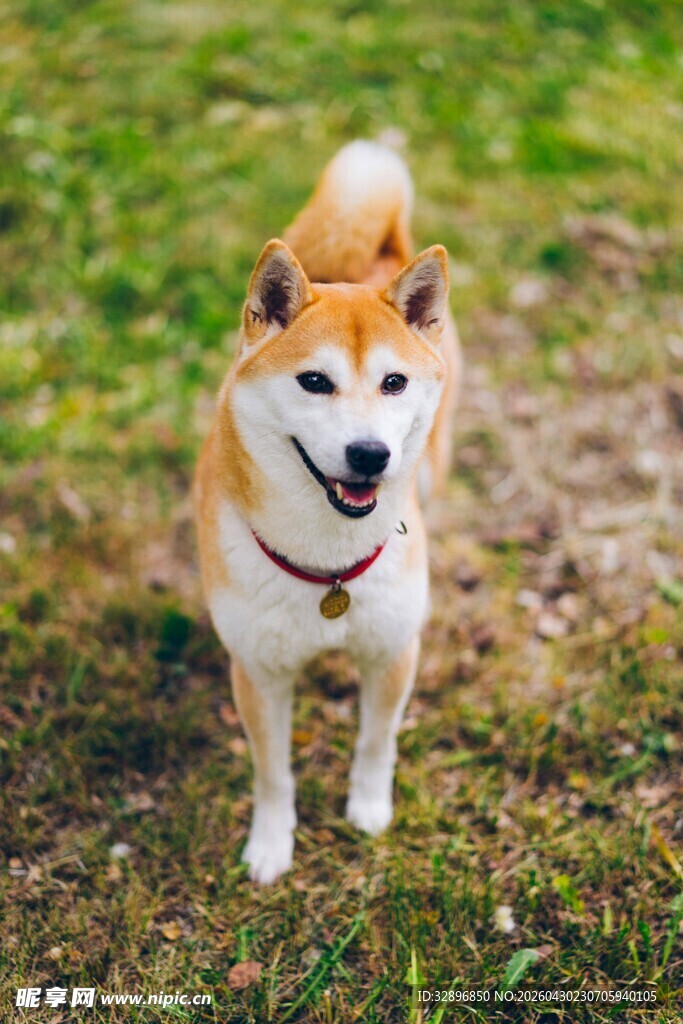 可爱柴犬站立于绿草地上