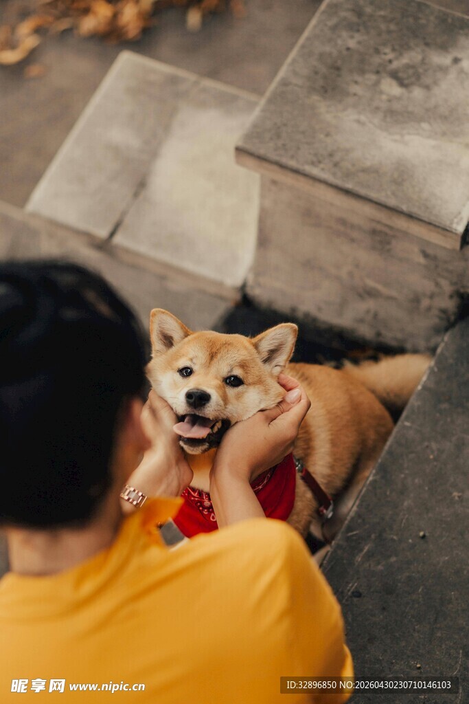 人与柴犬亲密互动瞬间