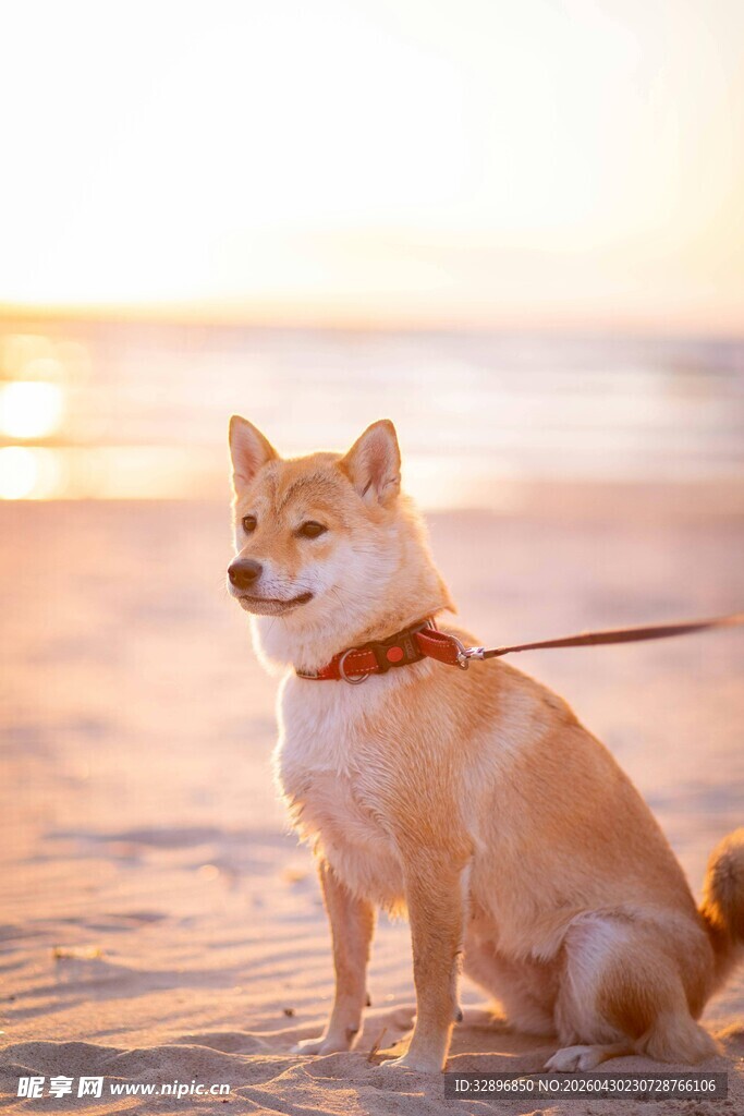 沙滩上的可爱柴犬