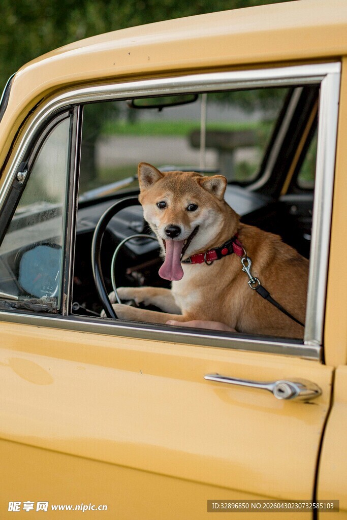 车内的快乐柴犬