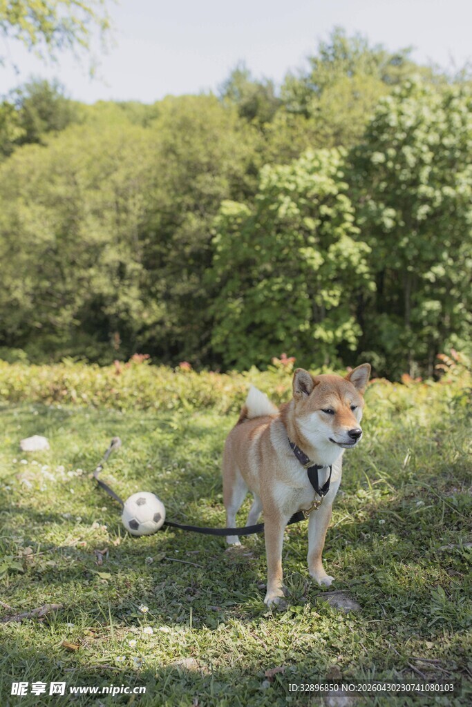 草地上的可爱柴犬