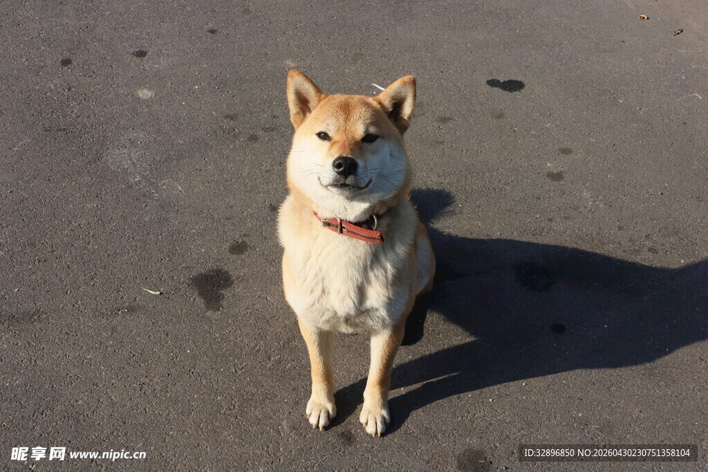 可爱柴犬蹲坐地面