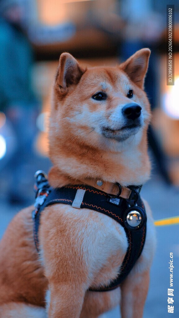 可爱柴犬佩戴帅气胸背带