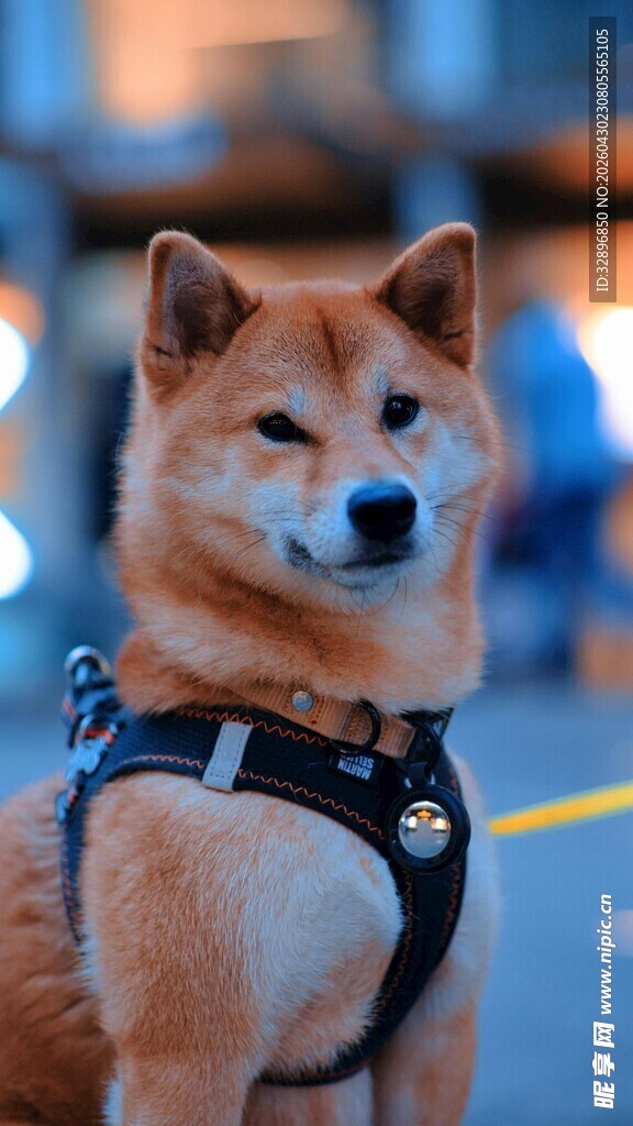可爱柴犬穿戴帅气背带