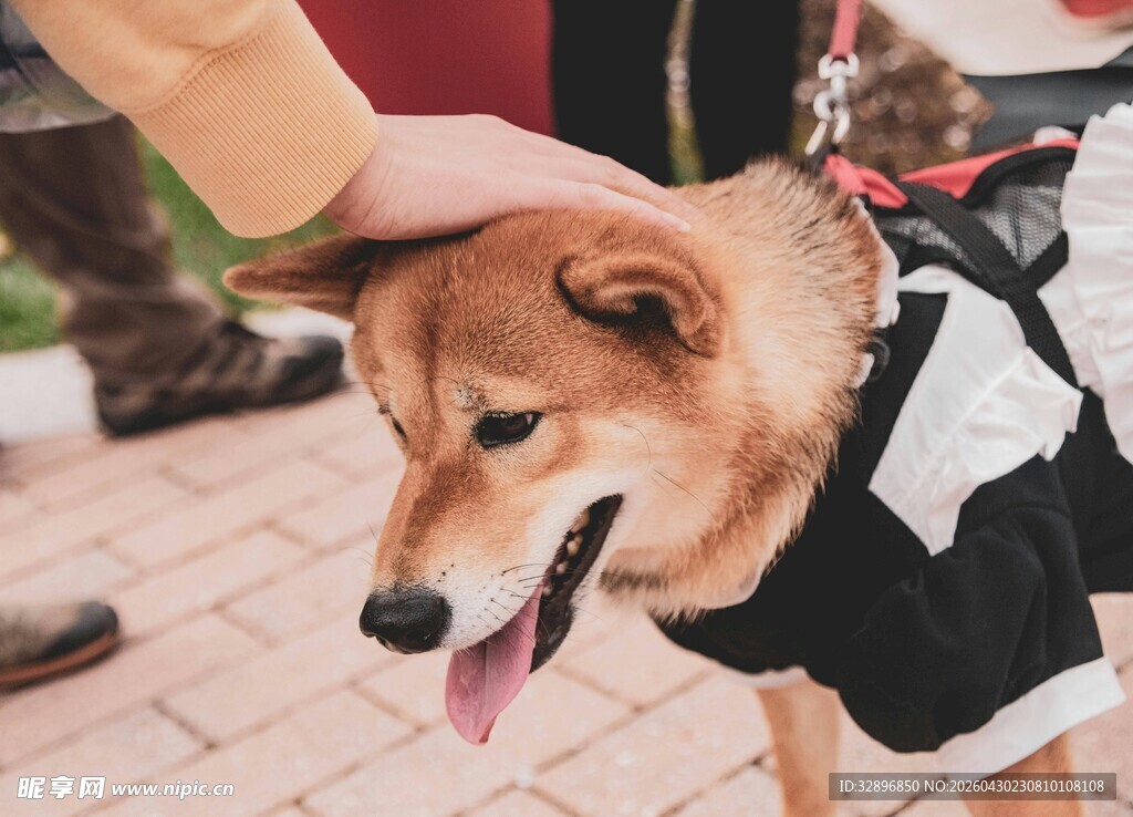 穿礼服的可爱柴犬