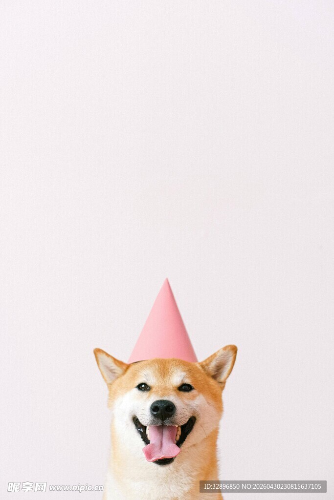 戴粉帽开心的柴犬