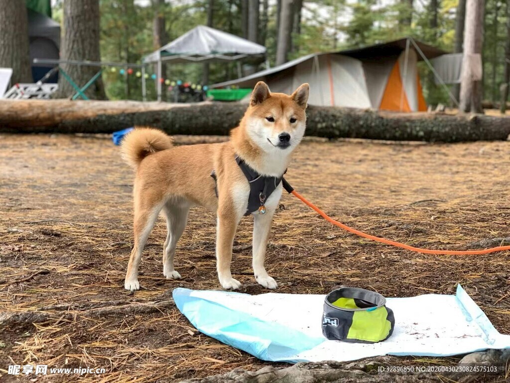 露营地的柴犬与户外装备