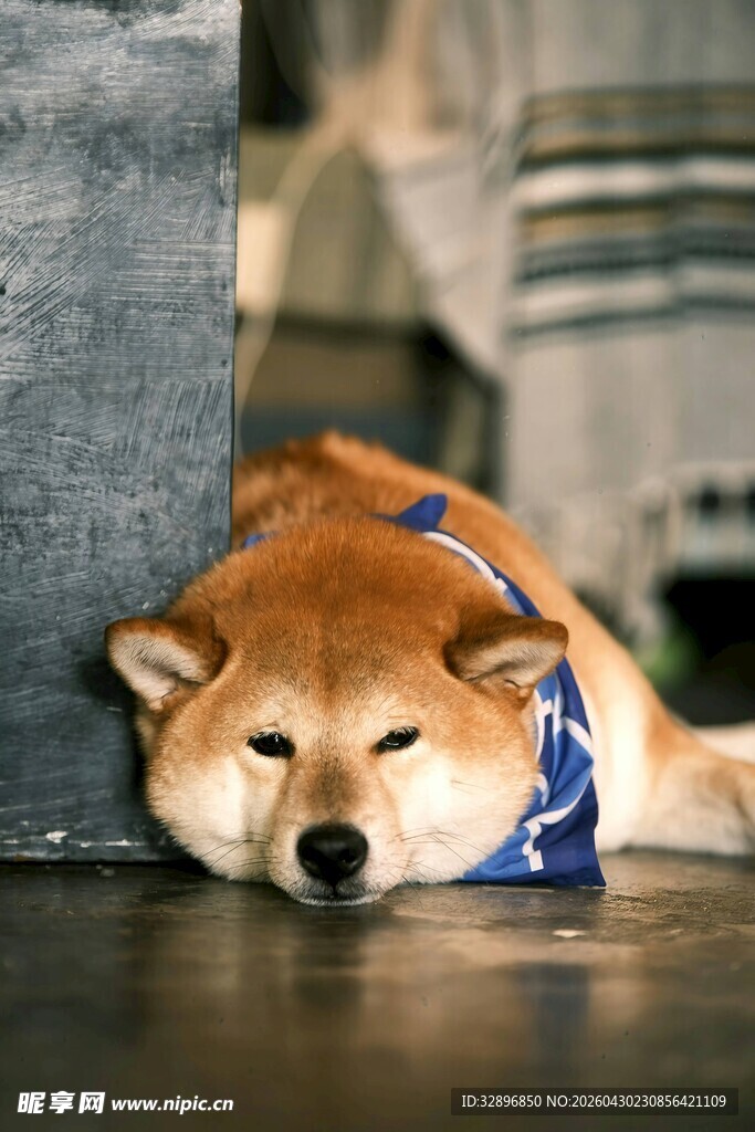 趴着的柴犬