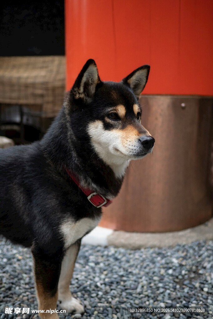 可爱黑柴犬站立模样