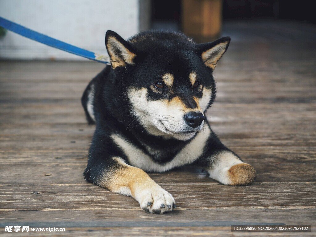 趴着的可爱黑白柴犬