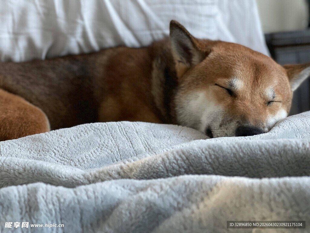 熟睡的柴犬