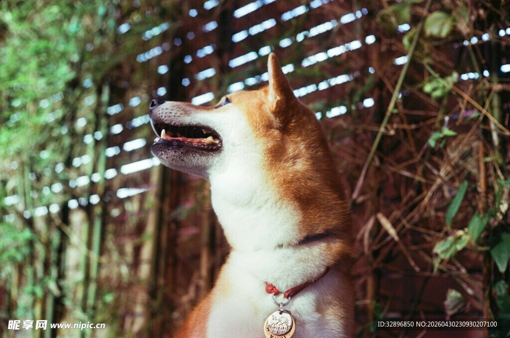 可爱柴犬张嘴望向绿植