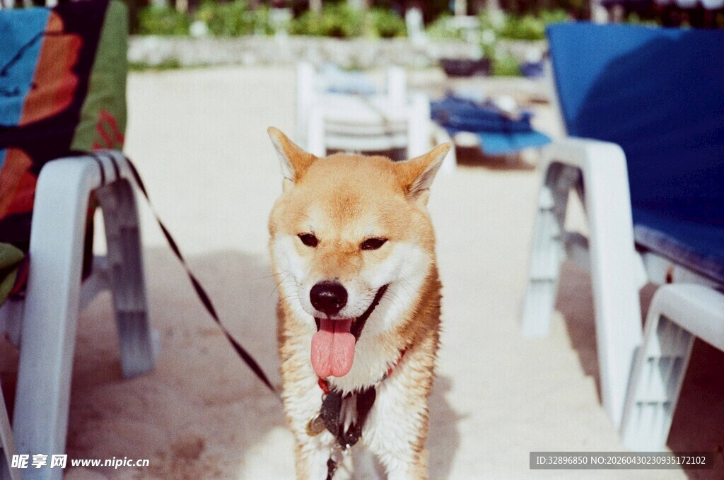 沙滩上开心的柴犬