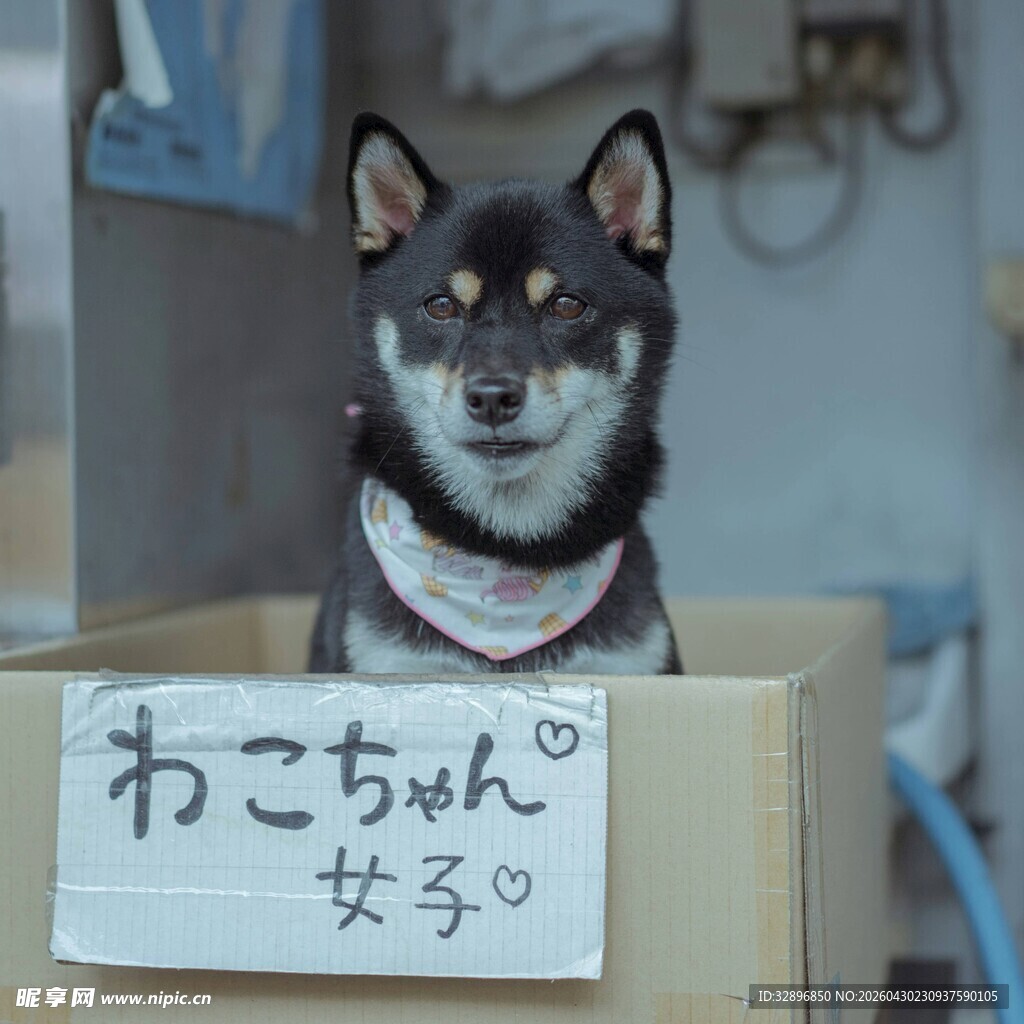 纸箱中的可爱柴犬