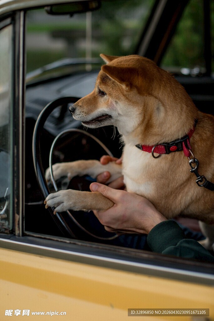 柴犬惬意乘车兜风