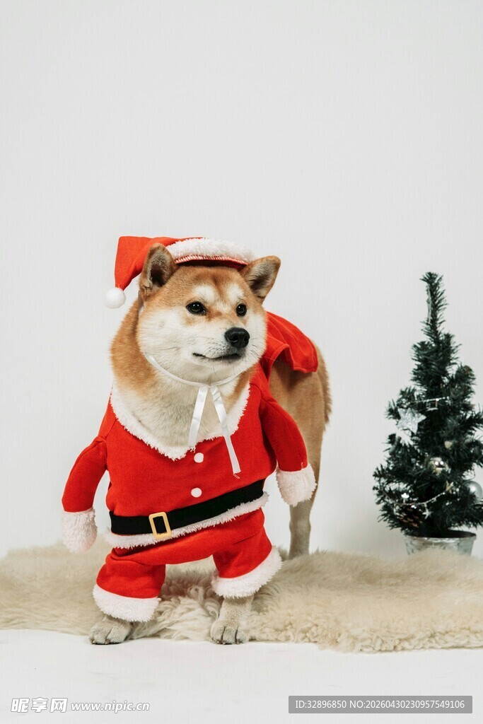 穿圣诞装的可爱柴犬