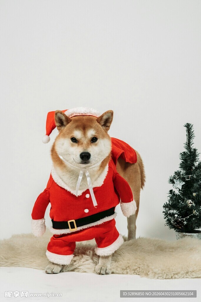圣诞装扮的可爱柴犬