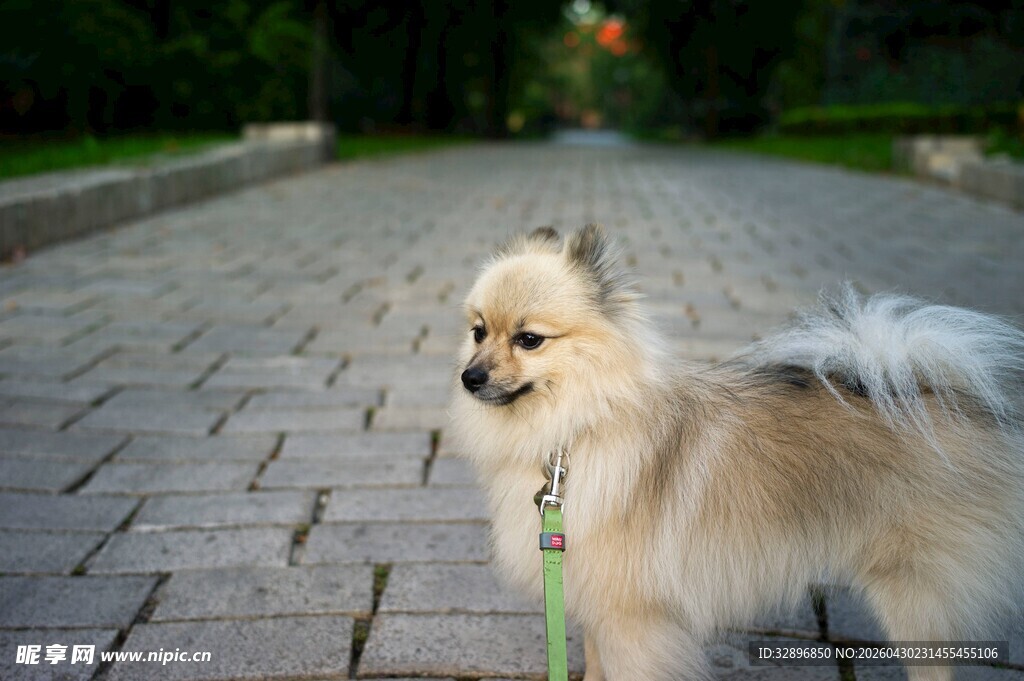 可爱博美犬漫步砖石小路