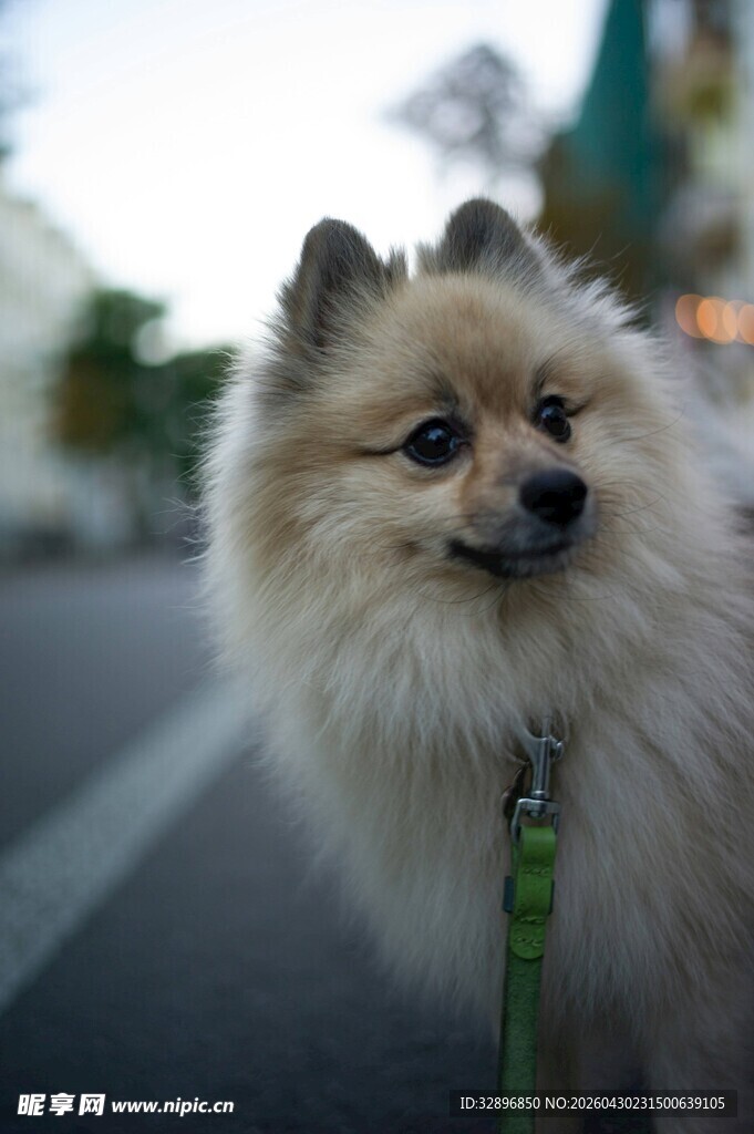 可爱博美犬街头乖巧模样